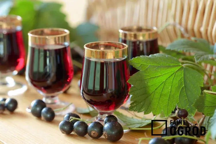 Wino z czarnej porzeczki w kieliszkach oraz owoce porzeczki, a także przepis na wino domowej roboty oraz przygotowanie wina w domu