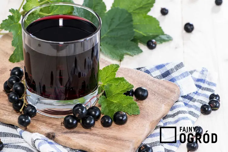 Sok z czarnej porzeczki, czyli porzeczkowy sok w szklance, najlepsze przepisy oraz sposoby przechowywania