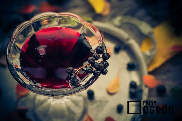 Wino z aronii w kieliszku w towarzystwie owoców oraz przepis na wino aroniowe krok po kroku i jego właściwości odżywcze
