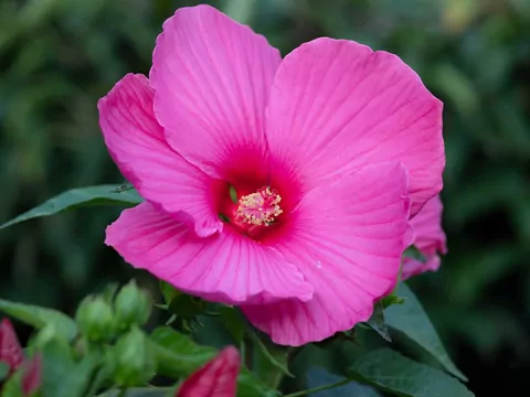 Hibiskus błotny: uprawa i zimowanie