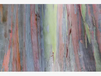 Ilustracja artykułu eukaliptus tęczowy (eucalyptus deglupta) - sadzenie, uprawa, pielęgnacja, porady