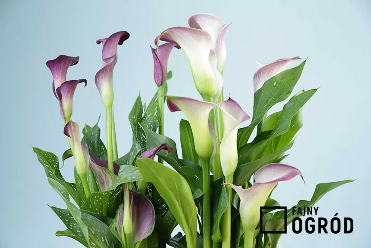 Kwiat kalia doniczkowa, czyli kalla uprawiana w doniczce oraz informacje: uprawa, pielęgnacja i nawożenie krok po kroku