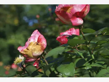 Ilustracja artykułu choroby i szkodniki róż - sprawdzone sposoby ich zwalczania