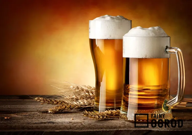 Piwo domowej roboty w kuflach oraz odpowiedź na pytanie, z czego robi się piwo i jaki jest skład piwa