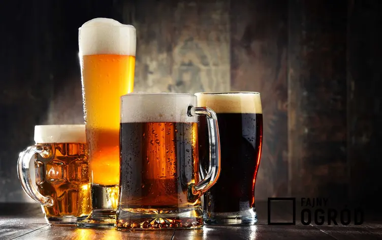 Piwo dolnej fermentacji oraz piwo górnej fermentacji, czyli fermantacja piwa i jej rodzaje wraz z omówieniem