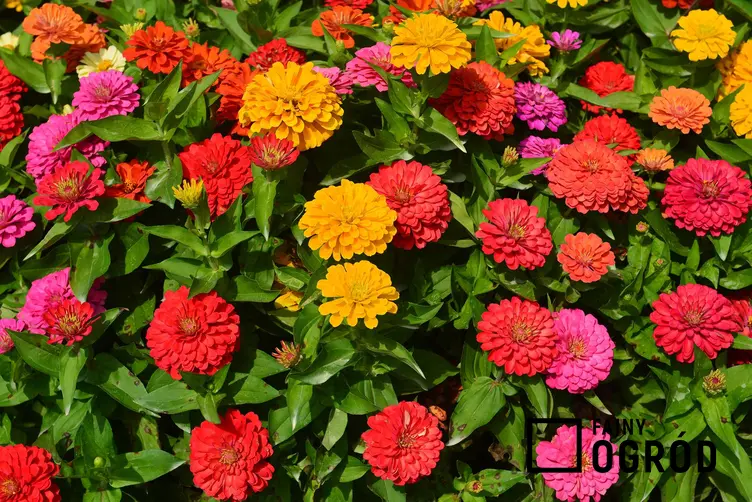 Cynia daliowa, czyli cynia ogrodowa i jej kolorowe kwiaty, a także uprawa i zasady pielęgnacji krok po kroku