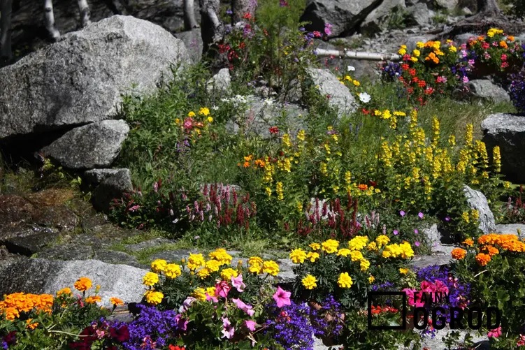 Kwiaty na skalniak ogrodowy, które pięknie się na nim prezentują, tym kwiaty wieloletnie oraz ich wymagania w ogrodzie