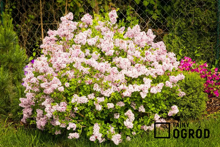 Lilak pospolity w czasie kwitnienia, z łaciny Syringa vulgaris jako interesujący krzew ozdobny do ogrodu, sadzenie i pielęgnacja