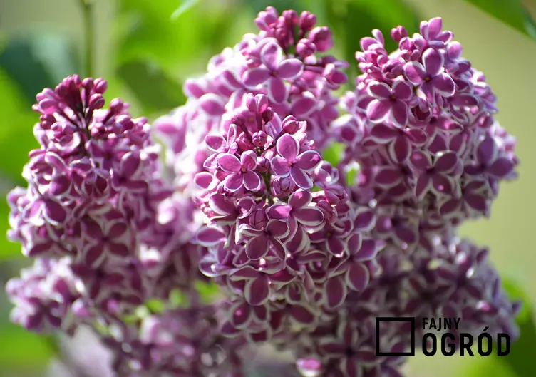 Lilak pospolity w czasie kwitnienia, z łaciny syringa vulgaris jako interesujący krzew ozdobny do ogrodu, a także wymagania i sadzenie