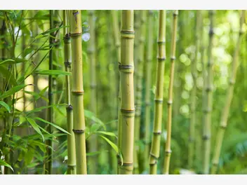 Ilustracja artykułu bambus ogrodowy - odmiany, uprawa, hodowla, wymagania