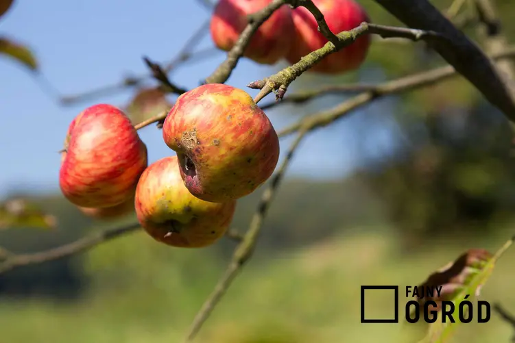 Parch jabłoni na owocach na drzewie oraz sposoby na zwalczanie parchu jabłoni, a także porady, kiedy pryskać drzewka owocowe