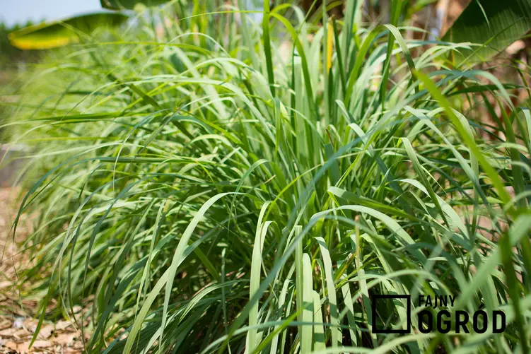 Trawa cytrynowa czy też paltaczka cytrynowa w ogrodzie oraz jej uprawa i zastosowanie w kuchni, właściwości i przepisy