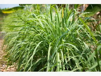 Ilustracja artykułu trawa cytrynowa – uprawa, zastosowanie, właściwości