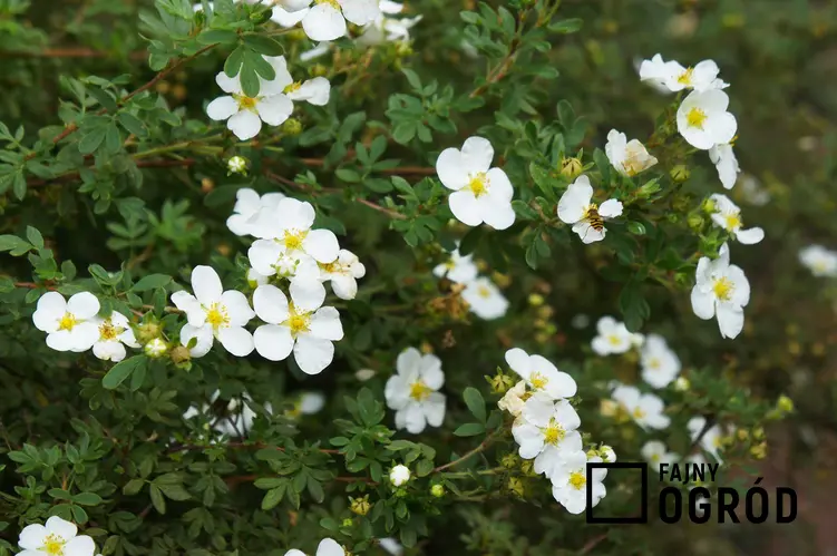 Pięciornik biały, z łaciny Potentilla alba w czasie kwitnienia oraz jego zastosowanie na krople ziołowe i nie tylko