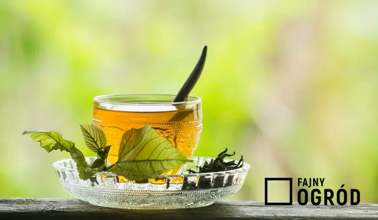Herbata z morwy czy też herbatka z morwy białej oraz jej działanie lecznicze, zastosowanie i właściwości