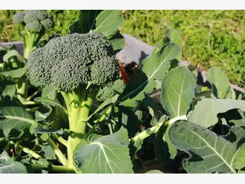Ilustracja artykułu uprawa brokułów w ogródku – odmiany, sadzenie, pielęgnacja, choroby