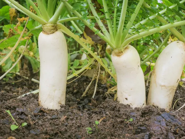 Rzodkiew: odmiany, sadzenie, pielęgnacja