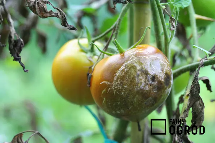 Szara pleśń pomidora oraz choroby pomidorów i innych upraw, a także zwalczanie szarej pleśni w ogrodzie