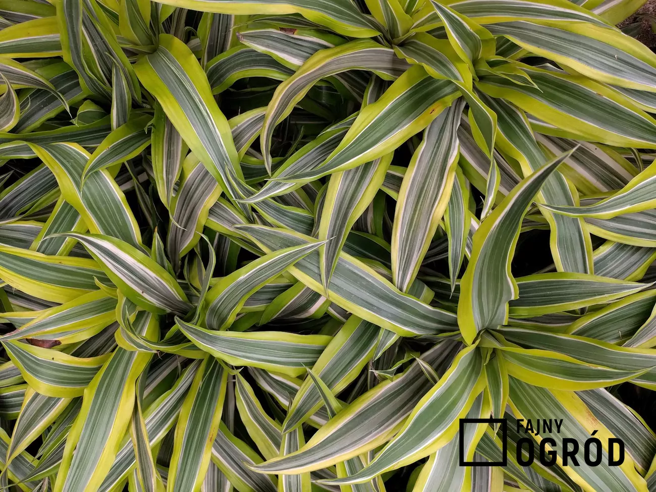 Dracena deremeska - uprawa, pielgnacja, choroby, rozmnaanie, porady