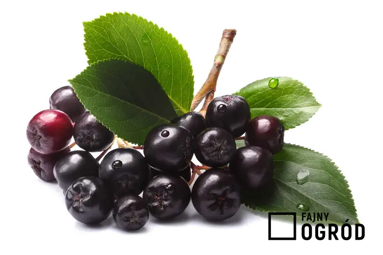 Aronia czarna na białym tle, czyli owoce aronii i ich właściwości oraz wartości odżywcze i najlepsze przepisy na zdrowotne przetwory
