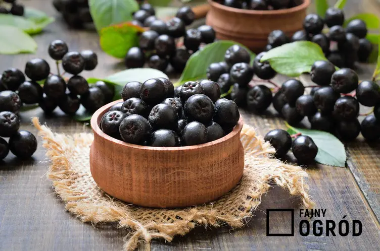 Aronia czarna w miseczce, czyli owoce aronii i ich właściwości lecznicze, a także wartości odżywcze oraz zastosowanie