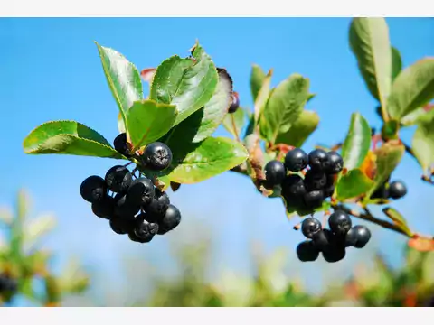 Aronia: właściwości, zastosowanie, działanie