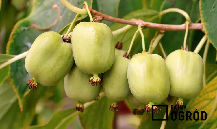 Chiński agrest na krzewie lub inaczej kiwi oraz owoc aktindii chińskiej i jego pochodzenie z Nowej Zelandii