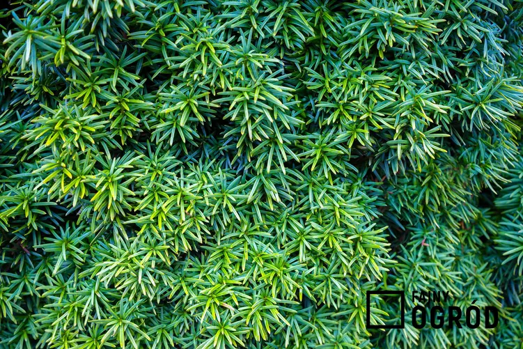 Cis japoński z łaciny taxus cuspidata w formie zielonego krzewu oraz jego uprawa i pielęgnacja w ogrodzie