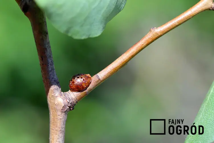 Misecznik śliwowy na roślinie, podobny do szkodników jakimi są tarczniki oraz sposoby na zwalczanie misecznika