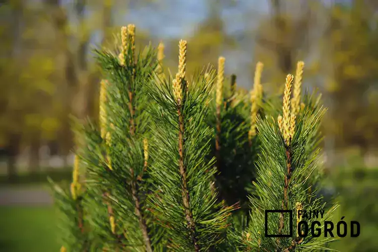 Sosna syberyjska z łaciny pinus sibirica w ogrodzie, znana również jako limba syberyjska oraz jej sadzonki i uprawa