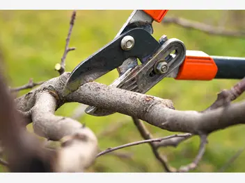 Ilustracja artykułu przycinanie drzew owocowych krok po kroku - jak i kiedy ciąć drzewka owocowe?