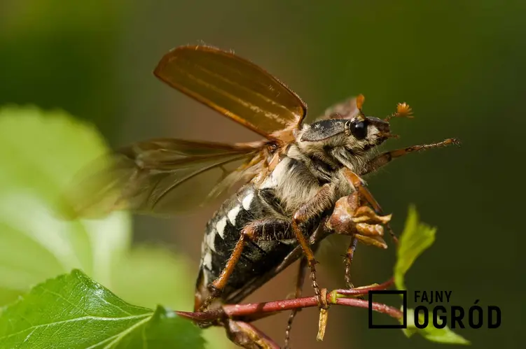 Chrząszcz majowy jako dorosły osobnik, chemiczne i domowe sposoby na zwalczanie chrząszczy jako szkodników w ogrodzie