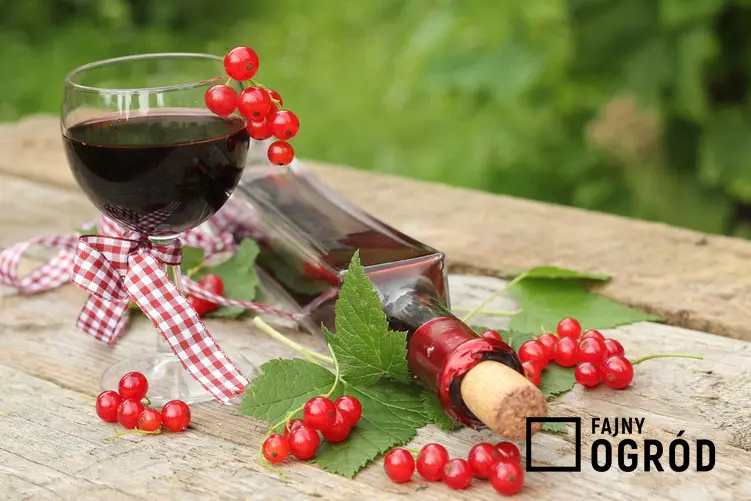 Wino z porzeczek w kiliszku i w butelce oraz przepis na wino domowe z czerwonej porzeczki, czarnych czy białych
