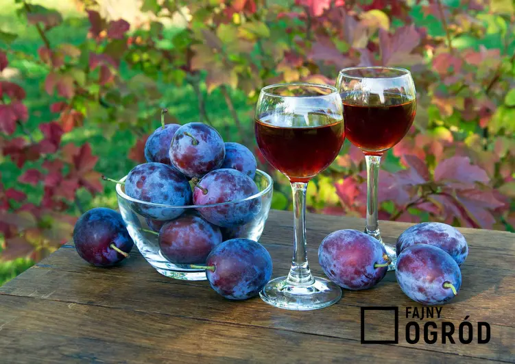 Wino śliwkowe, a dokładniej wino ze śliwek węgierek w kieliszku oaz świeże owoce śliwki, a także przepis na wino śliwkowe
