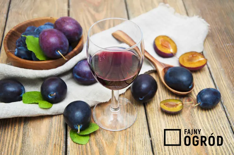 Wino śliwkowe, a dokładniej wino ze śliwek węgierek w kieliszku oaz świeże owoce, a także przepis na wino śliwkowe