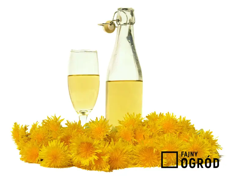 Wino z mniszka lekarskiego czy też wino z mleczy w kieliszku i żółte kwiaty, a także przepisy na wino mniszkowe