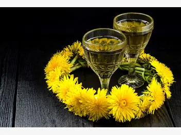 Ilustracja artykułu wino z mniszka lekarskiego - sprawdzone przepisy na wino z kwiatów mlecza