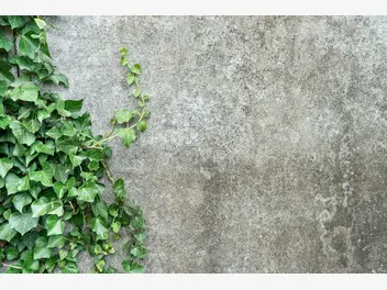 Ilustracja artykułu bluszcz irlandzki (hedera hibernica) - sadzenie, uprawa, pielęgnacja