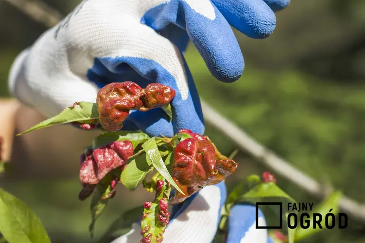 Kędzierzawość liści brzoskwini i inne choroby brzoskwini, a także metody i sposoby zwalczania ekologicznego i opryski