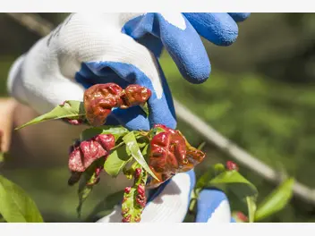 Ilustracja artykułu kędzierzawość liści brzoskwini - przyczyny, zwalczanie różnymi metodami