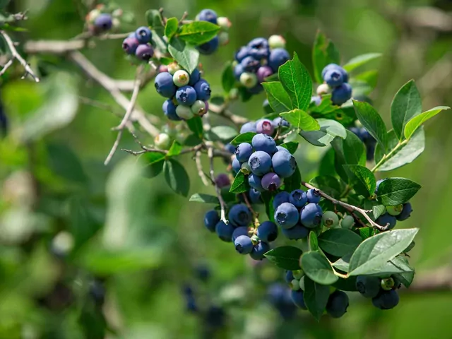 Uprawa borówki amerykańskiej Bluecrop