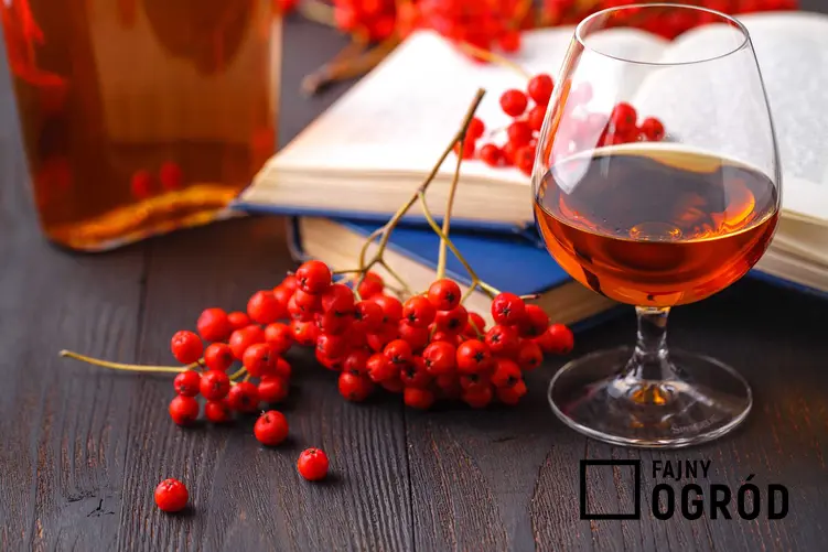 Wino z jarzębiny w kieliszku oraz sok z jarzębiny i jarzębina czerwona, a także jej właściwości lecznicze i przepisy