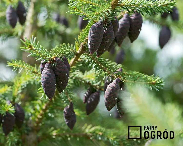 Świerk czarny z łaciny Picea mariana oraz jego wymagania, uprawa, pielęgnacja i przycinanie w ogrodzie krok po kroku