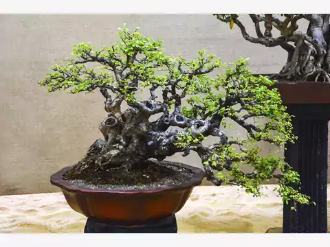 Wiąz drobnolistny bonsai: uprawa i pielęgnacja