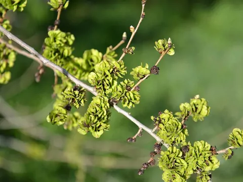 Wiąz syberyjski: sadzenie i pielęgnacja żywopłotu