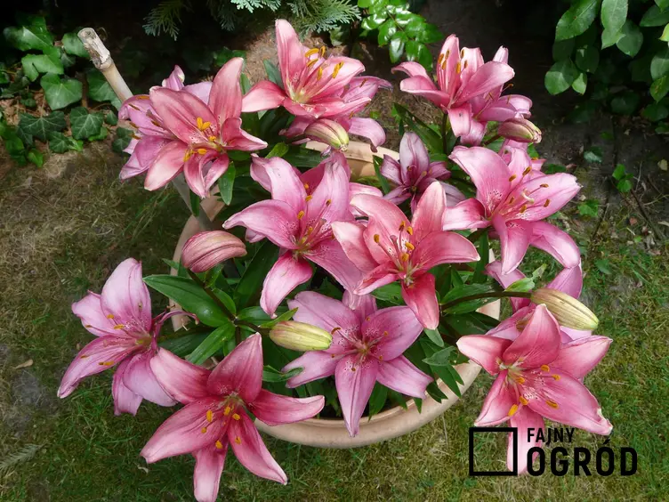 Lilia doniczkowa, czyli różowa lilia w doniczce jako lilia domowa oraz jej uprawa i pielęgnacja w ogrodzie krok po kroku