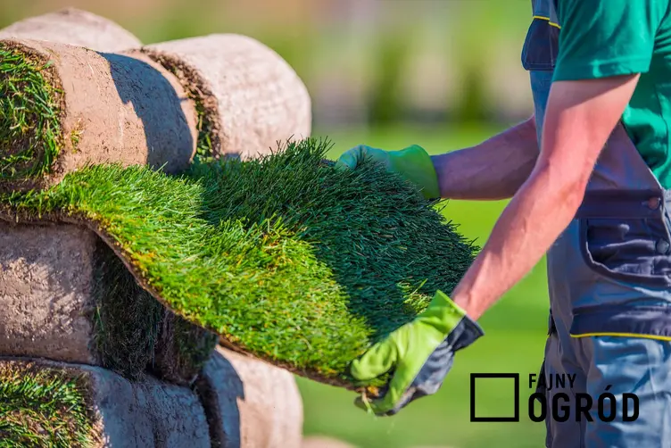 Trawa z rolki na trawnik rolowany sprawdzany przez mężczyznę oraz układanie trawy w ogrodzie oraz cena trawy z rolki