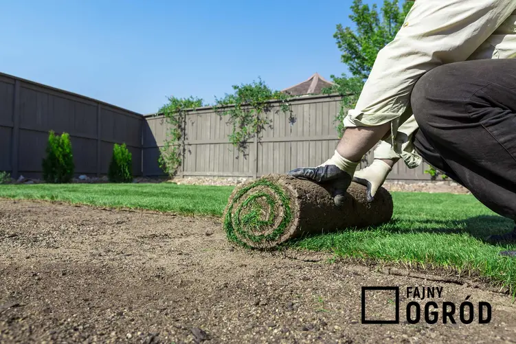 Układanie trawy w ogrodzie przez mężczyznę oraz trawa z rolki na trawnik rolowany, a także cena i zalety trawnika z rolki