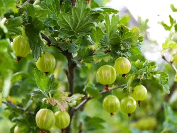 Ilustracja artykułu krzewy owocowe w ogrodzie – najpopularniejsze odmiany, ceny sadzonek, co wybrać?