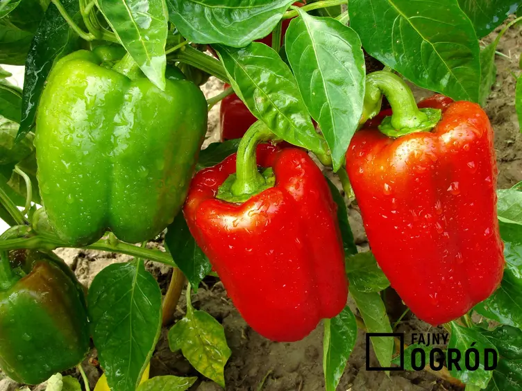 Papryka czerwona oraz uprawa papryki w gruncie oraz odmiany papryki do ogrodu i pielęgnacja w gruncie
